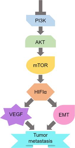 Figure 1 Schematic of the mechanism by which bufalin inhibits HCC invasion and metastasis.