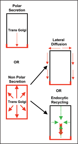 Figure 1 Mechanisms for default PIN polarity generation in plant cells. Two main scenarios exists: one-step mechanism involving polar secretion or a two-step mechanism involving non-polar secretion followed by either lateral diffusion or endocytic recycling. PIN localization at the plasma membrane is depicted in red.
