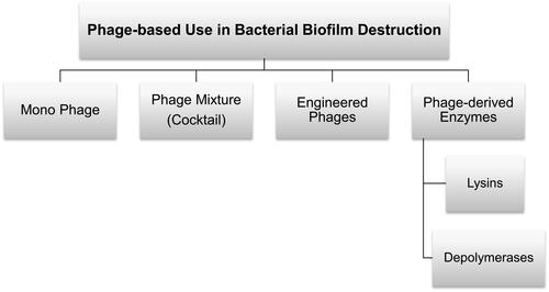 Figure 3 Phage-based treatment options in bacterial biofilm destructions.