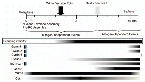 Figure 7 Summary. The timing of appearance of the licensing inhibitory activity identified in this report is placed into the context of the well-studied G1 phase hallmarks.