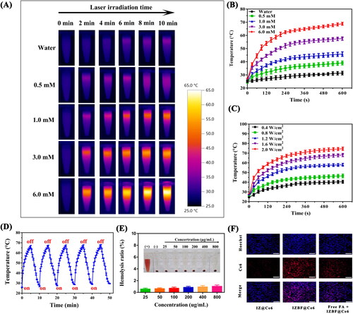 Figure 4. (A), (B) The infrared thermal images and time-dependent temperature changes of IZBF NPs with different concentrations under NIR laser irradiation (808 nm, 1.0 W cm−2). (C) The photothermal effect of IZBF as a function of NIR laser irradiation time (Ir: 3 mM) at varied power densities. (D) The photothermal stability of IZBF over five cycles NIR laser irradiation. (E) Hemolysis assay of different concentrations of IZBF NPs. The inset images of tubes containing red blood cells solution show the direct observation of hemolysis. (F) Fluorescence microscopy images of MNNG/HOS cells after incubation with different formulations (Scale bar: 100 μm).