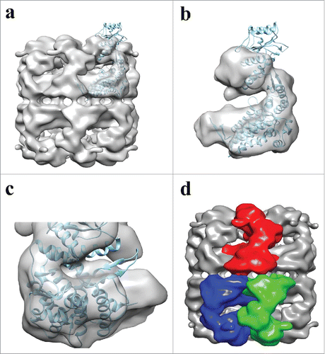 Figure 7. Fitting of ATP-Hsp60/10 crystal structure into APO-Hsp60 EM-Reconstruction. a) Side view depicting the fitting between the crystal subunit (4PJ1) and the full Hsp60 EM-reconstruction. b) A single subunit showing the crystal subunit docked into the EM-Hsp60 subunit. The apical domain of the X-ray structure is in the ATP conformation and is therefore outside of the APO conformation density of the reconstruction. c) The subunit seen in “b” was rotated 180° and shows differences between the two maps. d) Side view of the APO-Hsp60 reconstruction showing the inter-ring subunit arrangement. The crystal subunit was adapted and modified from the 4PJ1 PDB structure.