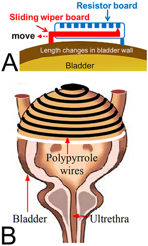 Figure 3 Volume monitoring devices: bladder wall deformation. (A) Using a resistive strain sensor, the bladder volume was calculated from an estimation of the distance between pairs of sensors anchored to the external bladder walls. Adapted from Chen SC, Hsieh TH, Fan WJ et al. Design and evaluation of potentiometric principles for bladder volume monitoring: a preliminary study. Sensors (Basel). 2015;15(6):12802–12815.Citation37 (B) Use of an electronically conducting polymer that produced a reproducible change in electrical resistance on stretching. Volume estimations were based on the resistance analysis to stretching. Rajagopalan S, Sawan M, Ghafar-Zadeh E, Savadogo O, Chodavarapu VP. A Polypyrrole-based Strain Sensor Dedicated to Measure Bladder Volume in Patients with Urinary Dysfunction. Sensors (Basel). 2008;8(8):5081–5095.Citation40