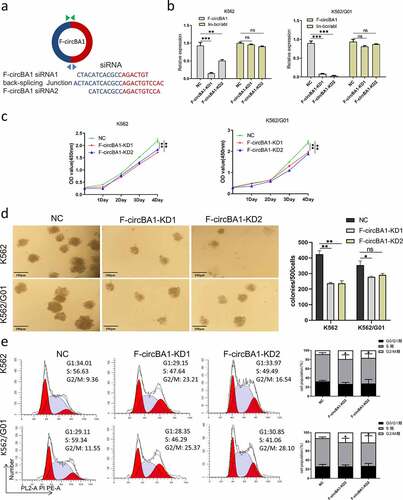 Figure 2. F-circBA1 plays an oncogenic role in CML cells in vitro. (a) Schematic representation of the junction site of F-circBA1 and two targeted siRNAs. (b) The expression levels of F-circBA1 and BCR-ABL in CML cells after lentivirus infection were analyzed using qRT-PCR. (c, d) The proliferation of CML cells after F-circBA1 knockdown was detected using CCK-8 and colony formation assays. (e) The cell cycle of BCR-ABL leukemia cells after F-circBA1 knockdown was detected using flow cytometry. *P < 0.05, **P < 0.01, ***P < 0.001