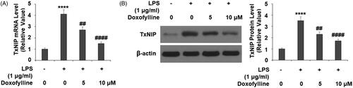 Figure 4. Doxofylline reduces lipopolysaccharides (LPS)-induced expressions of TXNIP in human 16HBE cells. Cells were stimulated with 1 μg/ml LPS with or without doxofylline (5 and 10 μM) for 48 h. (A) mRNA of TXNIP; (B) protein of TXNIP (****p < .0001 vs. vehicle control; ##p < .01; ####p < .0001 vs. LPS treatment group).