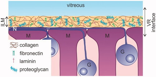 Figure 1. Schematic drawing of the vitreoretinal interface. G: Ganglion cell; ILM: inner limiting membrane; M: Müller cell; N: nerve fiber; VR: vitreoretinal.