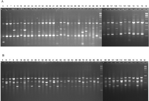 Figure 2. Amplification profiles in Q. infectoria accessions using various primers. (A) ERF-1 and (B) ISSR-11.