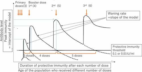 Figure 1. A hypothesized schematic image of the data and analysis and measurement of waning rate of immunity and duration of protective immunity.