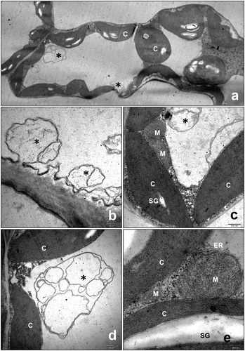 Figure 5. Transmission electron micrographs of autophagosomes in healthy leaves of Nicotiana benthamiana. The 8th leaf of an un-infected 9 dpi healthy tobacco plant was observed. The areas delineated by white rectangles in the top panels are shown at higher magnification in the bottom panels. Asterisks (*) indicate autophagosomes. chloroplast (C), mitochondria (M), starch grain (SG), endoplasmic reticulum (ER).