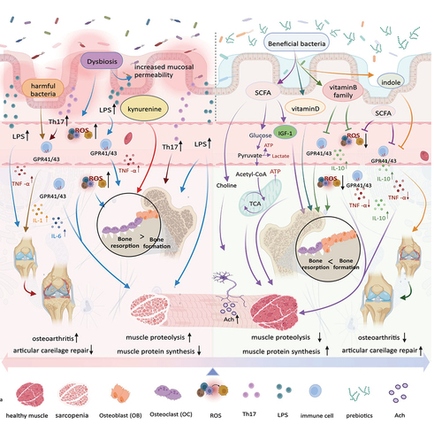 Figure 1. Intestinal microbiota and the metabolites they produce play a crucial role in the musculoskeletal system. Probiotics promote short-chain fatty acids (SCFAs) production, which enhance the function of the musculoskeletal system by improving energy metabolism, promoting IGF-1 production, and inhibiting inflammation and oxidative stress. Vitamin B promotes musculoskeletal development by reducing inflammation and oxidative stress, whereas vitamin D enhances bone function by promoting bone formation. Indoles promote musculoskeletal development by reducing inflammation. Prebiotics enhance the function of probiotics function. However, in addition to the positive effects, imbalances in the intestinal microbiota can trigger a series of negative effects. First, an imbalance in intestinal permeability promotes the increase in the ROS and LPS levels in circulation and causes oxidative stress and inflammation, which damages the musculoskeletal systems and joints. Second, harmful bacteria can activate the inflammatory response and suppress musculoskeletal function. Kynurenine can enhance osteoclast function, increase bone resorption, and promote bone loss. Created with BioRender.com.