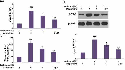 Figure 5. Maprotiline inhibited the expression of COX-2 and the production of PGE2. Cells were stimulated with 2% Isoflurane with or without Maprotiline (1, 2 μM) for 24 hours. (a). mRNA levels of COX-2; (b). Protein levels of COX-2; (c). The production of PGE2 (###, P < 0.005 vs. vehicle group; *, **, P < 0.05, 0.01 vs. Isoflurane group)