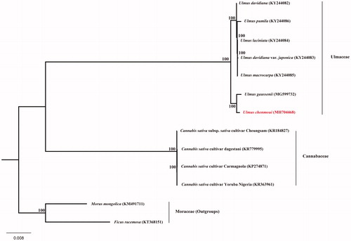 Figure 1. The phylogenetic tree based on 13 complete chloroplast genome sequences. Relative branch lengths are indicated. Numbers near the nodes represent ML bootstrap values.