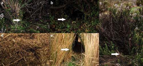 Figure 6. Sites of interest registered for Phyllotis haggard in Ecuadorean páramo. A. Nest under Plantago rigida. B. Entrance to nest in a cushion of P. rigida. C. Nest under Valeriana microphylla. D. Internal content of nests, peat of vegetation of bark, and vegetal fibers is observed. E. Shelter observed under tuft of Calamagrostis intermedia, the floor is covered with bryophytes and feces of Sylvilagus andinus.