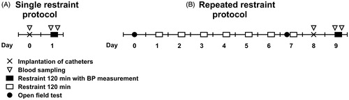 Figure 1. Schematic representations of the experimental procedures in single (A) and repeated (B) restraint protocols.