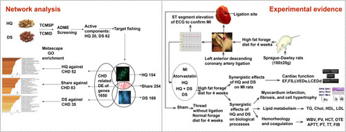 Figure 1 Process overview. Firstly, the active components of HQ and DS, the shared and specific targets of all the candidate components, the shared and specific seed genes against CHD, and the shared and specific biological processes of HQ and DS against CHD were analyzed by network pharmacology. Secondly, the MI model rats were established by ligating the left anterior descending coronary artery. The synergistic and specific effects of HQ and DS on cardiac function, left ventricular myocardial infarct size, fibrosis, hypertrophy, lipid metabolism, hemorheology, and coagulation were verified by single or combined treating of HQ and DS on MI rats.