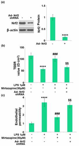 Figure 8. Silencing of Nrf2 abolished the protective effects of Mirtazapine in endothelial permeability against LPS. Cells were transduced with Ad-viral Nrf2 shRNA, followed by stimulation with LPS (1 μM) in the absence or presence of Mirtazapine (50 μM). (a). Western blot analysis revealed a significant knockdown of Nrf2; (b). TEER value was determined; (c). Endothelial permeability (****, P < 0.001 vs. normal mice group; ###, P < 0.005 vs. LPS treatment group; $$, P < 0.01 vs. LPS+Mirtazapine group).