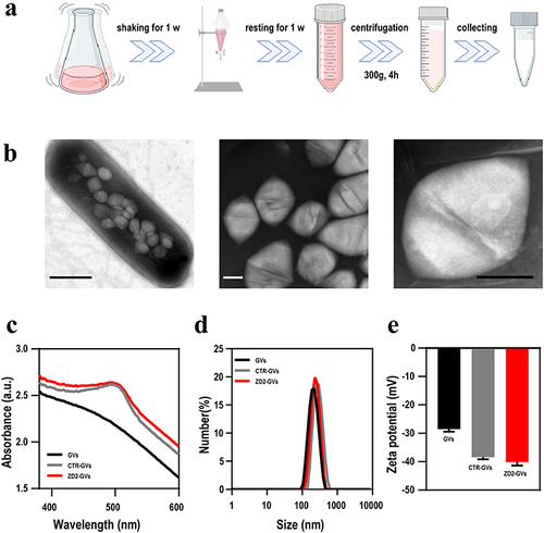 Figure 1 Preparation and characterization of GVs, CTR-GVs, and ZD2-GVs. (a) Isolation and purification of biosynthetic GVs; (b) TEM images of Halobacterium NRC-1 (left) and isolated GVs (middle and right). The scale bars are 500 nm (left), 50 nm (middle), and 100 nm (right), respectively; (c) Absorbance spectra of GVs, CTR-GVs and ZD2-GVs; (d) Size distribution of GVs, CTR-GVs and ZD2-GVs; (e) Zeta potential of GVs, CTR-GVs and ZD2-GVs. Data of (d and e) represent the mean ± SD from 3 independent experiments.