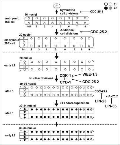 Figure 6. A proposed model for the function and regulation of CDC-25.2 during C. elegans intestinal development. Tubes and internal compartments indicate the whole intestine and intestinal cells, respectively. Circles indicate intestinal nuclei and the gray scale indicates different DNA contents of the nuclei after endoreduplications (white, 2n; black and gray, 4n). Broken circles indicate intestinal nuclei that occasionally divided during nuclear divisions. Vertical arrows indicate the progression of intestinal divisions. Broken horizontal lines indicate the borders of developmental stages. Horizontal arrows indicate that respective intestinal divisions are positively regulated by CDC-25.1 or CDC-25.2. The horizontal T-bar indicates the inhibition of the CDK-1/CYB-1 complex by WEE-1.3. The vertical T-bars indicate the inhibition of CDC-25.2 protein and cdc-25.2 mRNA by LIN-23 and LIN-35, respectively.