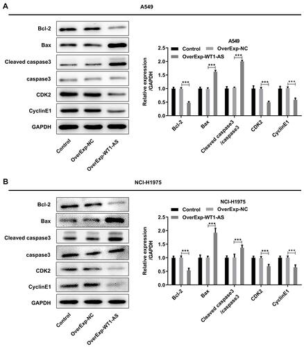 Figure 6 Levels of key proteins related to cell apoptosis and cell cycle. (A and B) Western blotting analysis was applied to determine expression levels of Bcl-2, Bax, cleaved caspase-3, CDK2 and CyclinE1. ***p<0.001.