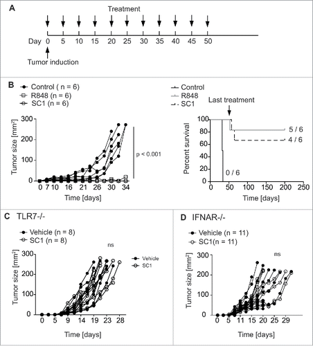 Figure 3. SC1 cures mice bearing RMA-S lymphoma. (A) C57BL/6 mice (n = 6 per group) were injected with 106 RMA-S cells s. c. into the flank. Mice were treated with 2 mg/kg R848, 10 mg/kg SC1 or vehicle s. c. into the contralateral flank (each n = 5) every 5th day beginning on day 0 through day 50. (B) Tumor growth and survival of C57BL/6 wild-type mice bearing s. c. RMA-S tumors. Results are representative of three independent experiments. (C) TLR7-deficient mice (n = 8 per group) were injected with 106 RMA-S cells s. c. in the flank. Contralateral s. c. treatment with 10 mg/kg SC1 or vehicle was administered every 5th day from day 0. Tumor growth over time is shown. (D) IFNAR-deficient mice (n = 11 per group) were injected with 106 RMA-S tumor cells s. c. into the flank. Contralateral s.c. treatment with 10 mg/kg SC1 or vehicle was administered every 5th day from day 0. Tumor growth over time is displayed. C and D show results of two independent experiments. Statistical significance was analyzed by two-way Anova with correction for multiple testing. p values < 0.05 were considered significant.