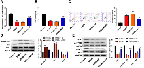 Figure 4 LncRNA MEG3 enhanced cell viability, inhibited apoptosis and activated the PI3K/AKT/mTOR pathway in SREDs. (A) RT-qPCR was used to detect the mRNA expression of MEG3 in the hippocampal neurons. (B) CCK-8 assay was used to measure hippocampal neurons viability. (C) Apoptosis of hippocampal neurons was detected using flow cytometry. (D) The expression of proteins related to apoptosis (Caspase-3, Bax and Bcl-2) in the hippocampal neurons was detected using Western blot. (E) The expression of proteins related to the PI3K/AKT/mTOR pathway in the hippocampal neurons was detected using Western blot. *P < 0.05 and **P < 0.01 vs Control group, #P < 0.05 and ##P < 0.01 vs SREDs and SREDs+NC groups.