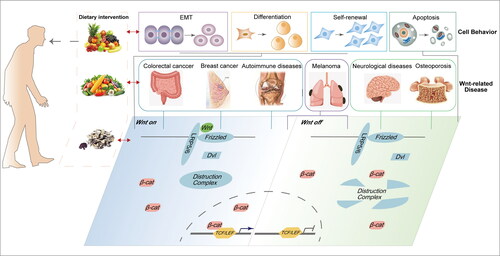 Figure 1. Overview of the relationship among dietary intervention, cell behavior, chronic disease, and Wnt signaling.