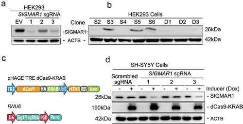 Figure 1. Generation of SIGMAR1 knockout and inducible knockdown cell lines with CRISPR-Cas9.(a and b) Identification of effective SIGMAR1 sgRNAs and selection of SIGMAR1 KO HEK293 cell single clones. CAS9-positive cells were enriched with 1µg/ml puromycin for 7 d. Cells expressing sgRNA No.1 were used for serial dilution and single clone selection. (c and d) Lentiviral constructs and inducible SIGMAR1 knockdown in SH-SY5Y cells. Transduced cells were selected with 1µg/ml puromycin and 200µg/ml G418 for 7 d to eliminate dCas9-KRAB and sgRNA negative cells. Resistant cells were treated with 1µg/ml doxycycline (DOX) for 5 d to induce SIGMAR1 knockdown. HA-tagged dCas9-KRAB was detected using an anti-HA antibody. sgRNA No.3 was chosen for experimental use throughout.