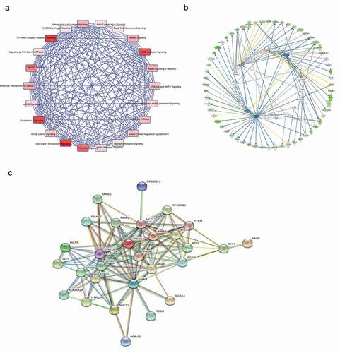 Figure 6. THOC2 network analysis in melanoma. (a) IPA expression network in melanoma. (b) IPA analysis of regulated proteins. (c) STRING program was used to exporehe protein-protein interactions involving THOC2 and cAMP pathway-related genes.