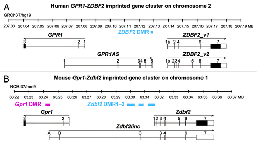 Figure 1. Schematic physical maps of human (top) and mouse (bottom) orthologous imprinted GPR1-GPR1AS-ZDBF2/Gpr1-Zdbf2linc-Zdbf2 clusters. Imprinted genes are represented as follows: Open and filled boxes represent untranslated regions and ORFs, respectively; arrows indicate transcription orientation. Human GPR1AS does not contain any significant ORFs. ZDBF2_v2 codes for an ORF similar to the original ZDBF2 protein sequence encoded by ZDBF2_v1 (see Fig. S1). Magenta and cyan bars represent maternally or paternally methylated DMRs in mice. The extent of each DMR was determined in previous DNA methylome studies.Citation20-Citation22