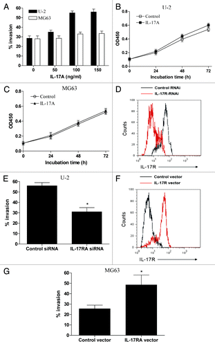 Figure 2. IL-17A/IL-17RA interaction promoted the metastasis of OS cells in vitro. (A) 2 × 106 U-2 cells or MG63 cells were treated with the indicated dose IL-17A for 48 h and then assayed for their invasive potential. (B and C) U-2 OS cells (B) or MG63 cells (C) were incubated with 100 ng/ml of IL-17A for the indicated time and assayed for their growth by MTT assay. (D and E) U-2 cells were transiently transfected with IL-17RA siRNA or the control siRNA, and then stimulated with 100ng/ml of IL-17A for 48 h. (F and G) MG63 cells were transiently transfected with IL-17RA expression vector or control vector, and then stimulated with 100 ng/ml of IL-17A for 48 h. Each bar represents the means (± SD) in triplicate from three independent experiments. *p < 0.05.