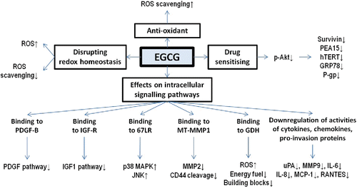 Figure 2. Mechanisms of anti-glioma effects of EGCG. EGCG reduces the risk to develop glioma with its anti-oxidant property. At the same time, EGCG can be beneficial to treat glioma patients because it can disrupt redox homeostasis, enhance the efficacy of anti-glioma therapies, and regulate multiple pathways involved in survival and progression of glioma cells.