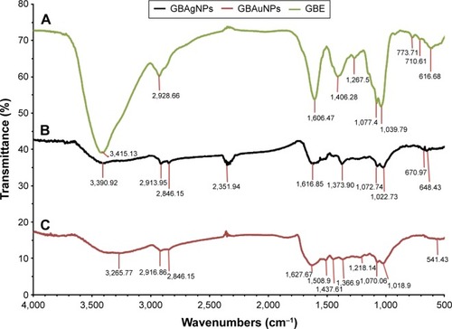 Figure 6 FTIR spectra of (A) GBE, (B) GBAgNPs and (C) GBAuNPs.Notes: The peaks of polysaccharide and hydroxyl group of phenolic compound structures due to O–H stretching are shown between 3,500 and 3,000 cm−1. C–H stretching between 3,000 and 2,800 cm−1 corresponds to methyl and methylene group, and peaks between 1,600 and 1,400 cm−1 represent carbonyl group stretching vibration of flavonoids and ester bonds in polyphenolic compounds. Weak peaks between 1,500 and 1,032 cm−1 corresponds to aromatic C–C groups and C–O functional in tanning/tannic acid.Abbreviations: FTIR, Fourier transform infrared; GBAgNPs, silver nanoparticles from ginseng berry; GBAuNPs, gold nanoparticles from ginseng berry; GBE, ginseng berry extract.