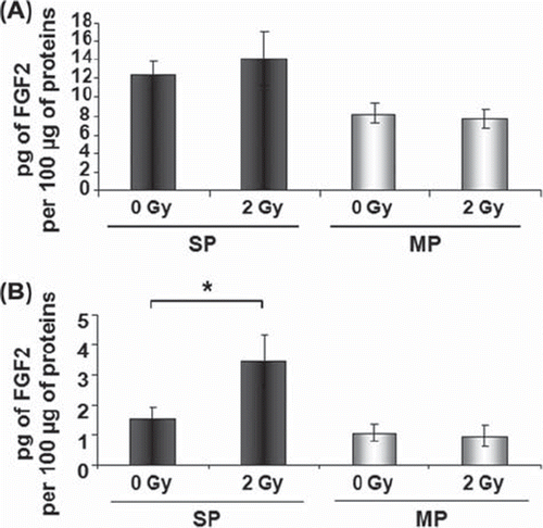 Figure 5. γ-rays induce FGF2 secretion by SP cells. Intracellular and secreted FGF2 were quantified by ELISA. After a culture period of 48 h, the total intracellular content of FGF2 protein remained higher in SP than in MP cells and was not altered after 2 Gy in both cell populations (A). Only SP cells secreted FGF2 in cell culture medium 48 h after irradiation with 2 Gy (B). Data are the mean values + / − SEM (standard error of the mean) of three (A) or five (B) independent experiments. Asterisk indicates a significant difference (p < 0.05). SP, side population; MP, main population.