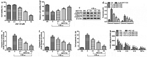 Figure 1. SIRT1 activation attenuated inflammatory injury in ARPE-19 cells treated with oligomeric Aβ1-42 (oAβ1-42). ARPE-19 cells were treated for 24 h with 0.1–10 μM oligomeric Aβ1-42 and different concentrations of SRT1720 (0.1, 1, and 5 μM). (a-b) Cell viability. (c-d) Western blots against cleaved-caspase-3 and −9. (e-f) Activity of caspase-3 and −9. (g) Flow cytometry of apoptosis. (h) Levels of IL-1β, IL-6, IL-8, and TNF-ɑ in culture medium. * P < 0.05, compared with control group (CN); # P < 0.05, compared to oAβ1-42 group