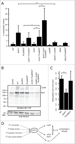 Figure 5. Cbf11-regulated genes are needed to prevent catastrophic mitosis. (A) Cells were fixed, stained with DAPI and the occurrence of catastrophic mitosis was determined. Mean values ± SD from ≥3 independent experiments are shown. Significance was determined by one-sided unpaired t-test (*p ≤ 0.05; **p ≤ 0.01). (B) Western blots of whole cell extracts were probed with streptavidin-HRP to visualize biotinylated proteins, and with anti-PSTAIR antibody as a loading control. The position of Cut6 (2 bands) and the expected position of pyruvate carboxylase Pyr1 are indicated. Results representative of 3 independent experiments are shown. (C) Densitometric quantification of Cut6 ECL signals from (B). Mean values ± SD of 3 independent repeats are shown. Significance was determined by one-sided paired t-test (*p ≤ 0.05). (D) Model of gene expression regulation by the Cbf11 transcription factor. Cbf11 binds to target promoters and activates transcription of genes required to prevent catastrophic mitosis. Speculative inputs influencing Cbf11 activity are indicated on the left and discussed in the main text.