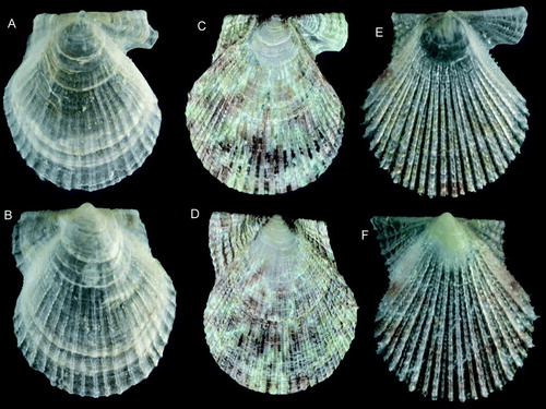 Figure 19.  Young pectinids. (A,B) Chlamys islandica, Ø 3.6 mm, BIOICE#2537, off northwestern Iceland, depth 44 m (SMNH 55503). (C,D) Mimachlamys varia, Ø 4.5 mm, Sweden, Bohuslän, Koster area (SMNH 20571). (E,F) Talochlamys pusio, Ø 3.4 mm, western Norway, Korsfjord, northwest of Marsteinen, depth 276–256 m (SMNH 55505).