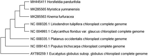 Figure 1. Maximum likelihood phylogenetic tree of K. furfuracea with seven species based on complete chloroplast genome sequences. The gene’s accession number is list in figure and the data of H. pandurifolia and M. yunnanensis come from author.