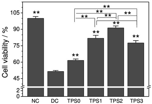 Figure 1 Cell viability of HK-2 cells before and after TPS repair. Oxalate damage concentration: 2.8 mM; damage time: 3.5 h; polysaccharide concentration: 80 μg/mL; repair time: 10 h. Compared with the DC group: *p<0.05; **p<0.01.Abbreviations: DC, damaged control; HK-2, human kidney proximal tubular epithelial; NC, normal control; TPS, tea polysaccharide.