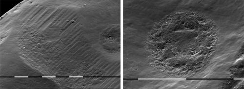 Figure 2. Scale-like lesions and loss of structure with trasological evidence for mechanical abrasion ×150 and ×6000.