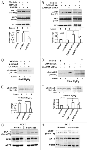 Figure 6. Knockdown of LAMP2A triggers AKT1 phosphorylation at Ser473. Proliferating T47D cells were either transfected with LAMP2A, or empty pcDNA3 vector for 48 h (A, C and E) and with LAMP2A siRNA or control siRNA for 72 h (B, D and F). (A and B) showing western blots analysis of total AKT1 and phospho AKT1 (Ser 473). (C and D) demonstrate AKT1 kinase activity using AKT1 substrate GSK3 fusion protein as a measure of AKT1 activation. (E and F) demonstrate the AKT1 substrate assay under oxidative stress condition rendered by 150 nM H2O2. Densitometric analyses from (E and F) are given under each panel. Data are mean ± SEMs, and significant changes are indicated by an asterisk (*p < 0.05 ANOVA; Tukey test). “#” represents the sample lanes that were treated with 1 μM Wortmannin. (G and H) Starvation does not promote AKT1 phosphorylation. Both MCF-7 and T47D cells were starved as described under methods and the cells were harvested after 48 h followed by SDS PAGE, and immunoblotted with indicated antibodies.