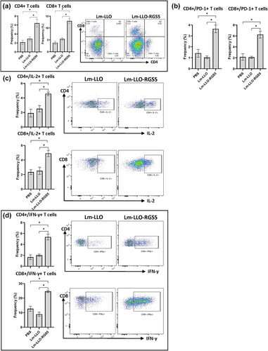 Figure 4. Lm-LLO-RGS5 vaccination generates type-I skewed CD4+ and CD8+ T cells. Single-cell suspensions from tumors were prepared, stained, gated, and analyzed for flow cytometry as described in the Materials and Methods section. Frequencies of live (a) CD4+/CD8+ T cells, (b) PD-1+ T cells, (c) IL-2+ T cells, (d) IFN-gamma+ T cells, and (e) TNF-alpha+ T cells are reported alongside representative scatter plots. (f) qPCR analysis of genes associated with cytotoxic CD8+ T cells within MC38 tumors. Gene expression was normalized to a housekeeping gene and presented as relative fold-change. *P < .05, bars ± SEM. Abbreviations used: Lm, Listeria monocytogenes; LLO, listeriolysin O; qPCR, quantitative PCR; TME, tumor microenvironment.