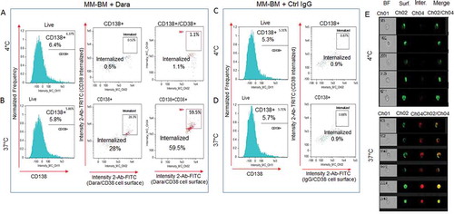 Figure 3. Dara is internalized into primary CD38+ MM cells in the context of the total bone marrow microenvironment. Total cellular fraction isolated from BM of a Dara naïve MM patient was treated with 100 µg/ml of Dara or Ctrl IgG and incubated at 37°C or at 4°C for 2 hrs. Cells were then washed with PBS1X and treated with FITC conjugated anti-human IgG for detecting surface Dara/CD38 complex, and TRITC conjugated anti-human IgG was used to evaluate Dara/CD38 or non-specific IgG/CD38 complex internalization. Cells were also stained with CD138 APC to label CD138+ MM-PCs among the total cellular fraction and analyzed by Flowsight cytometric analysis.(A-B) LIVE cells gated as in Sup. Fig. S4 were evaluated for CD138 expression. CD138+ and CD138+/CD38+ cells were evaluated for CD38 internalization after incubation with Dara at 4°C (A) and at 37°C (B); (C-D) LIVE cells gated as in Sup. Fig. S4 were evaluated for CD138 expression. CD138+ cells were evaluated for CD38 internalization after incubation with Ctrl IgG at 4°C (C) and at 37°C(D); (E) Representative images of cells gated in the B panels as Intern.+ showing bright field (CH01), Dara/CD38 complex on the membrane (CH02), internalized Dara/CD38 complex (CH04) and then merged images from both channels. For improved visualization, green (FITC) and red (TRITC) colors were assigned in IDEAS software to indicate surface staining and intracellular staining, respectively.