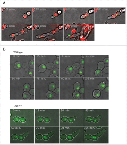 Figure 2. Expression of CDH1m11 results in mitotic exit without Cdc14 release or cytokinesis. (A) prMET25:CDC20 prGAL:CDH1m11 cells bearing plasmids for RFP-Pus1 (nuclear marker) and Myo1-GFP (contractile ring) were arrested for 5 hours with methionine in raffinose containing medium and galactose was added to induce CDH1m11 expression. The images are stills from Movie S1. (B) Cdc14-GFP cells were arrested with nocodazole for 3 hours, washed and released into drug-free medium with galactose. The images are stills from Movie S2. (C) Cdc14-GFP prGAL:CDH1m11 cells were arrested with nocodazole for 3 hours. Galactose was added to induce CDH1m11 expression. The images are stills from Movie S3.