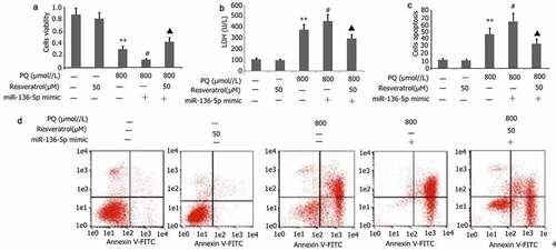 Figure 9. Impact of resveratrol plus miR-136-5p mimic on the viability, LDH activity, and apoptosis of PQ-induced PC12 cells. Transfection of PC12 cells with miR-136-5p mimic was performed for 24 h in the presence of PQ (800 umol/L) and resveratrol (50 μM). The PC12 cells viability was determined utilizing CCK-8, the activity of LDH was estimated according to manufacturer’s instructions, and the apoptosis of PC12 cells was measured utilizing flow cytometry. The data are expressed as mean ± SEM. *P < 0.05, **P < 0.01 versus the control group and only resveratrol group. #P < 0.05 versus group. ▲P < 0.05 versus the miR-136-5p mimic + PQ group.