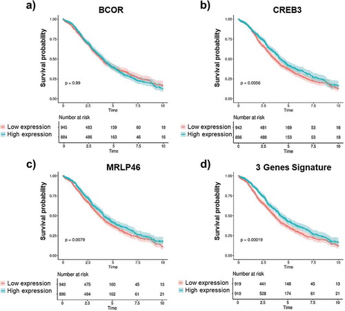 Figure 6. Gene expression and OS correlation.Kaplan-Meier analysis of overall survival (OS) of OC patients according to the normalized mean expression of the genes of interest categorized as low (red lines) or high (blue lines). Gene expression levels of BCOR, CREB3, MRPL46 as well as the combined gene signature of these three antigens were measured in OC patients with 10 y of follow-up data. BCOR gene expression (a) shows no correlation with OS (y). Higher gene expression of CREB3 (b) and MRLP46 (c) is significantly associated with longer OS time (y). A much higher correlation was observed for combined signature of the expression data for all three genes as a novel gene signature (d). Log-rank p-values are reported. Shaded colors represent confidence intervals.