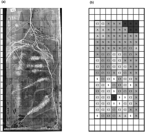 Figure 1. (a) Scanned image of root mats. (b) Compartment names, classified as follows: B, Compartments that do not contain roots, with a distance of at least 15 mm from the center of the compartment to the nearest root; N, non-cluster roots; C1, cluster roots formed 10 days prior to the sampling date; C2, cluster roots with a tertiary root length of 5 mm or more that developed in the 10 days prior to sampling; C3, cluster roots with tertiary roots less than 5 mm in length that developed in the 10 days prior to sampling; A, Compartments containing less than 30 mg of roots, with a less than 50 mm distance from the root apex; S, Compartments that do not contain roots, with a less than 15 mm distance from the center of the compartment to the nearest root.