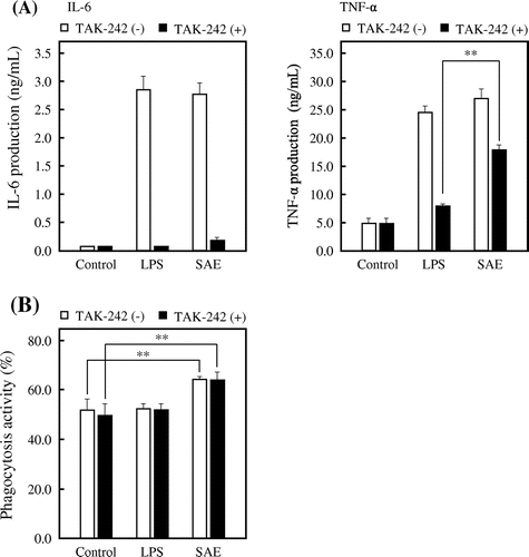 Fig. 5. Effect of SAE on TLR4 in J774.1 cells.