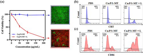 Figure 3 Cu3P/1-MT NPs enhanced PTT in vitro. (a) Cell viability and fluorescence images with or without laser irradiation (808 nm, 0.8 W/cm2) for different concentrations of Cu3P/1-MT NPs (n = 4). Scale bar = 100 μm. (b) Flow cytometry analysis of CRT in differently treated with 4T1 cells. (c) Flow cytometry indicated CD86 positive DCs induced by Cu3P/1-MT NPs treated 4T1 cells.