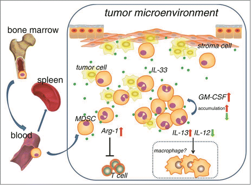 Figure 8. Working model shows that IL-33 regulates the accumulation and function of MDSCs within tumor microenvironment. Dotted box represents hypothesis which has not yet been testified in our present study.