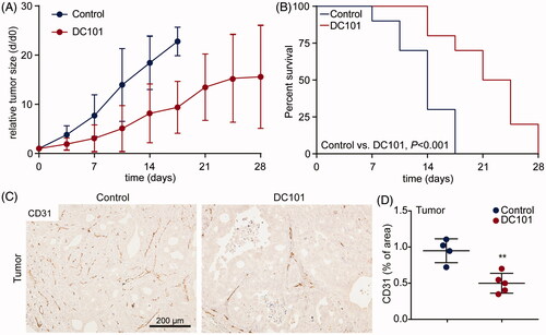 Figure 2. DC101 therapy delays tumor growth and severely impairs vascularization in EAC tumors. (A) Nude mice bearing subcutaneous EAC-derived xenografts of 50–75 mm3 were treated with 40 mg/kg DC101 or PBS control therapy twice a week for four weeks. Tumor size was normalized against tumor size at the start of the treatment (day 0). (B) Percent survival of mice after DC101 or control therapy expressed using Kaplan–Meier curves. Log-rank (Mantel–Cox) test was used to determine statistical significance. (C) DC101 treated and control tumors were immunohistochemically stained for CD31 antibody to determine vascularization. (D) Quantification of CD31 staining of tumor sections using ImageJ software as percentage of area. Line graphs and scatter dot plots show the mean ± SD, n = 5 per group. **p < .01 was determined by two-sided unpaired t-tests and analyzed against untreated control.